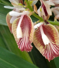 Kardamóm obyčajný - Elettaria cardamomum - semená kardamómu - 5 ks