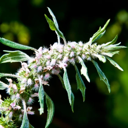 Srdcovník obyčajný - Leonurus cardiaca - semená srdcovníka - 20 ks