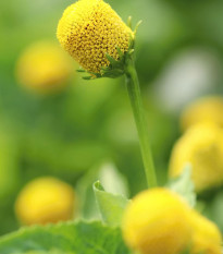 Plamatka kapustová Homer - Spilanthes oleracea - semená - 60 ks