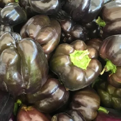 Paprika Babybell Chocolate - Capsicum annuum - semená papriky - 8 ks