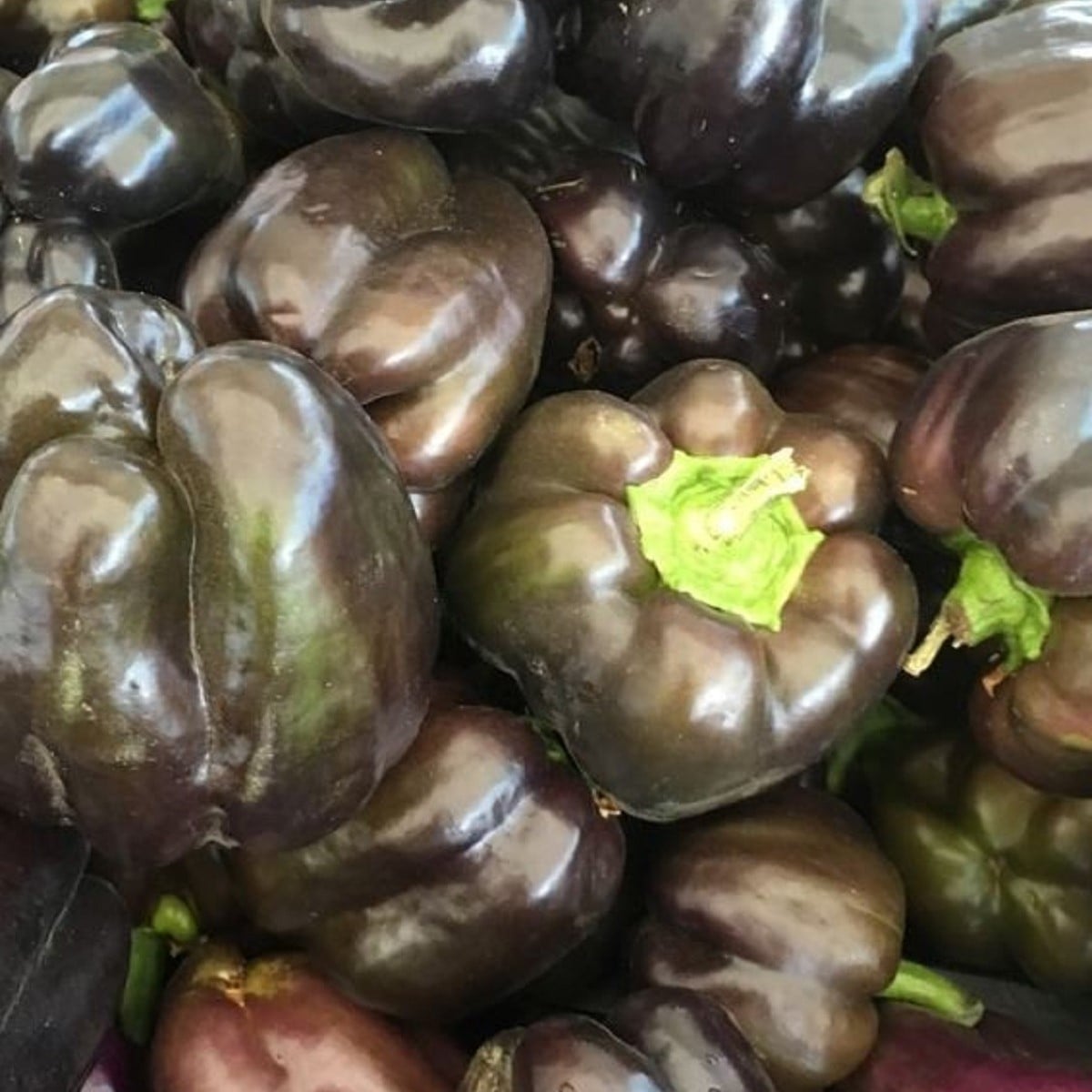 Paprika Babybell Chocolate - Capsicum annuum - semená papriky - 8 ks