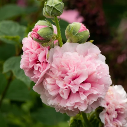 Topoľovka ružová Chaters - Alcea rosea - semená topoľovky -  7 ks