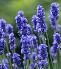 Levanduľa lekárska Provence - Lavandula angustifolia - semená levandule - 15 ks