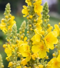 Divozel malokvetý - Verbascum thapus - semená divozela - 150 ks