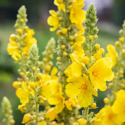 Divozel malokvetý - Verbascum thapus - semená divozela - 150 ks