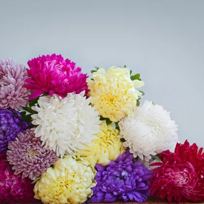 Astra čínska Serenade zmes farieb - Callistephus chinensis - semená - 110 ks