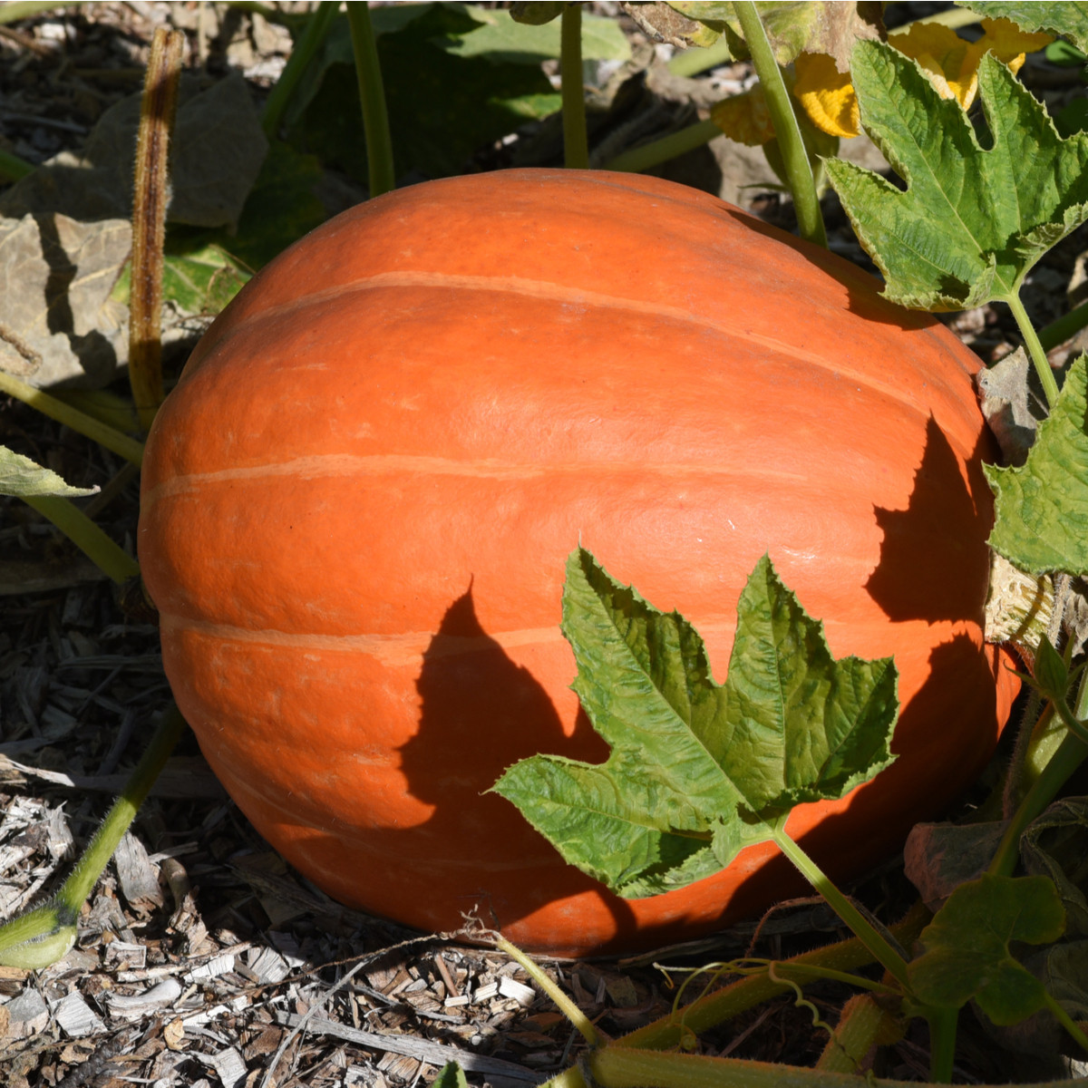 Tekvica Golden Delicious - Cucurbita maxima - semená tekvice - 5 ks