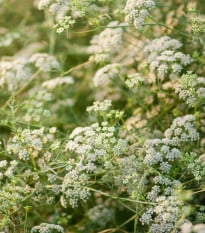 Rasca koreňová - Carum carvi - semená rasce - 400 ks