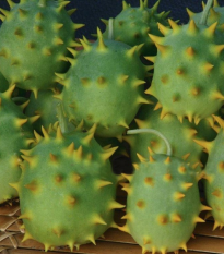 Uhorka okrasná - Cucumis species - semená uhorky - 6 ks