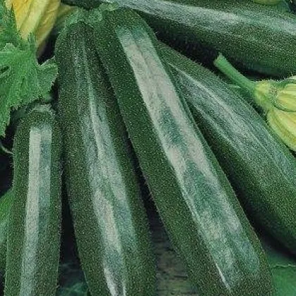 BIO Cuketa Partenón F1 - Cucurbita pepo - semená cukety - 5 ks