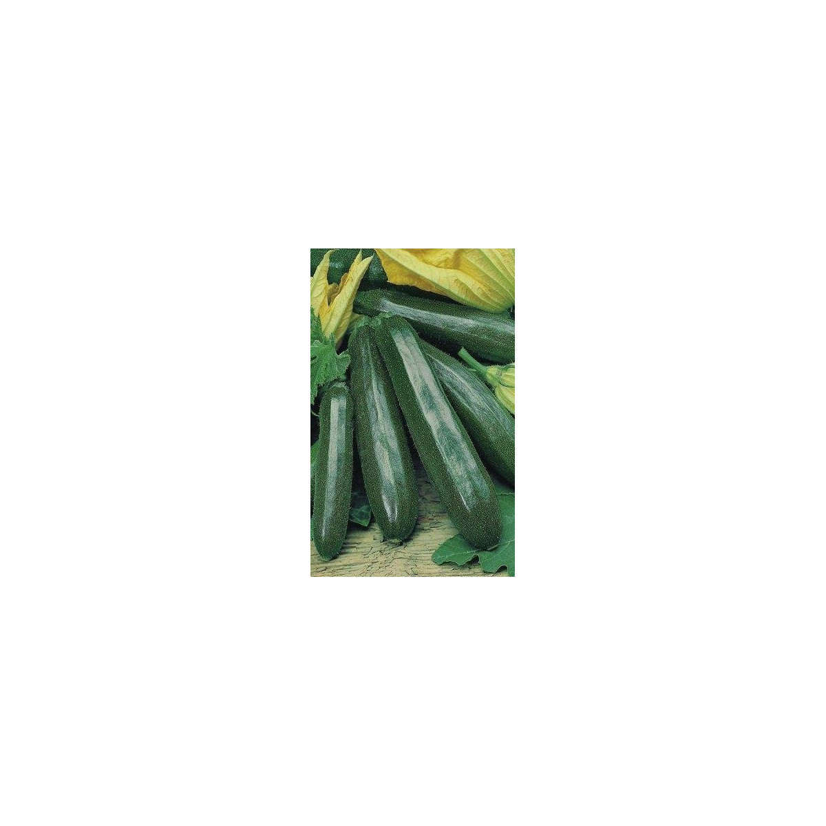 BIO Cuketa Partenón F1 - Cucurbita pepo - semená cukety - 5 ks