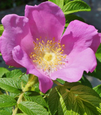Ruža vráskavá - Rosa rugosa - semená ruže - 10 ks