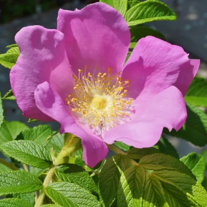 Ruža vráskavá - Rosa rugosa - semená ruže - 10 ks