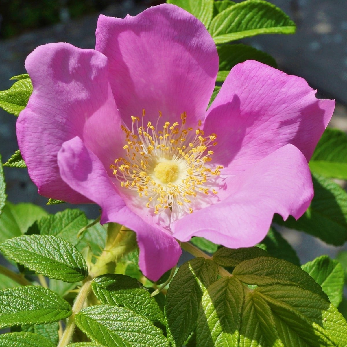 Ruža vráskavá - Rosa rugosa - semená ruže - 10 ks