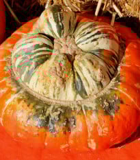 Tekvica Cisárska čiapka - Cucurbita pepo - semená tekvica - 5 ks