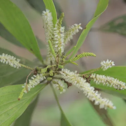 Akácia - Acacia mangium - semená akácia - 8 ks