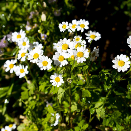 Rimbaba obyčajná - Tanacetum parthenium - semená rimbaby - 15 ks