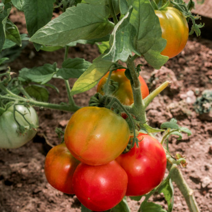 BIO kolíková paradajka Taste F1 - predaj bio osiva - 10 ks