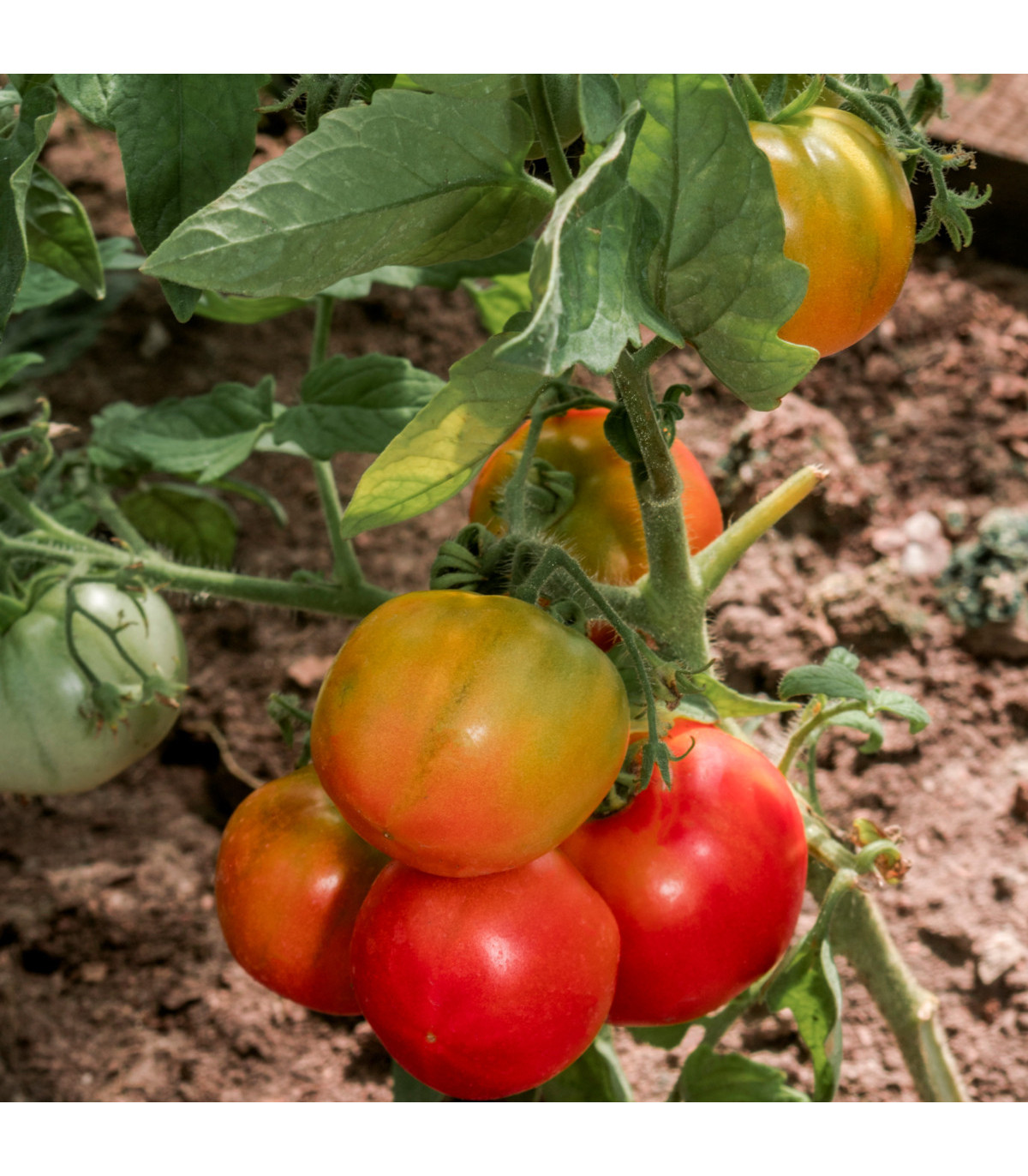 BIO Paradajka Taste F1 - Solanum lycopersicum - bio semená paradajky - 10 ks