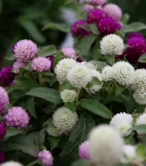 Gomfréna hlávkatá - zmes - Gomphrena globosa - semená gomfrény - 35 ks