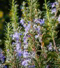 Rozmarín lekársky - Rosmarinus officinalis - semená rozmarínu - 50 ks