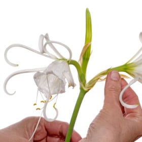 Peruánsky narcis