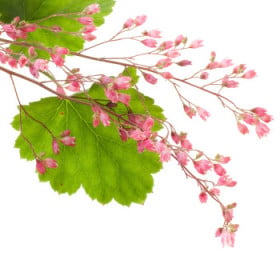 Heuchera