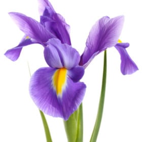 Hľuznatý