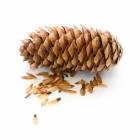 Semená stratifikácia