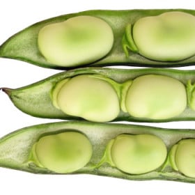 BIO Bôb