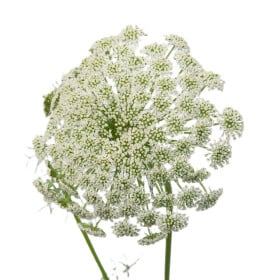Ammi (Morač)