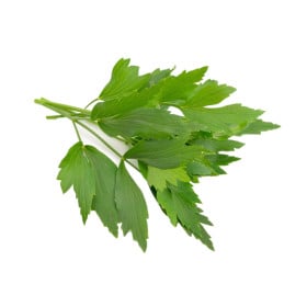 Ligurček