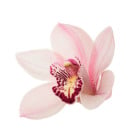 Orchidea