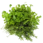 Výsevné pásky byliniek