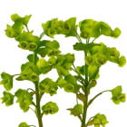 Prýštec - letničky