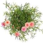 Portulaka - letničky