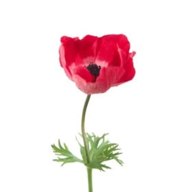 Veternica