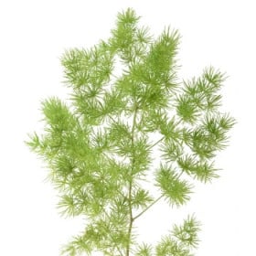 Asparagus