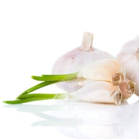 BIO sadba cesnak