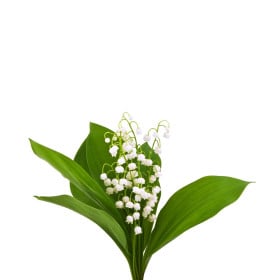 Konvalinky