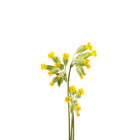 Prvosienka
