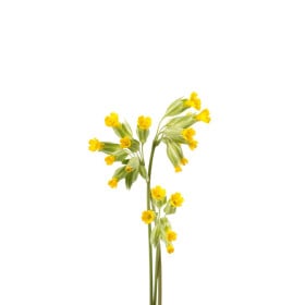 Prvosienka
