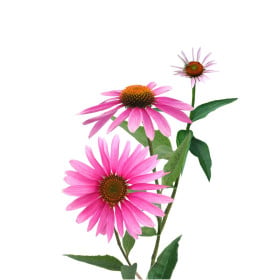 Echinacea - trvalky
