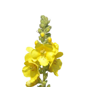 Divozel