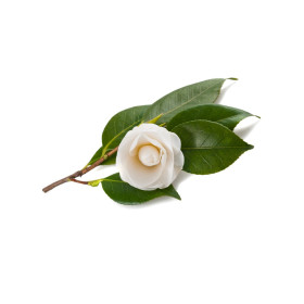 Tea tree/Čajovník