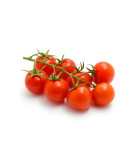 Divé paradajky