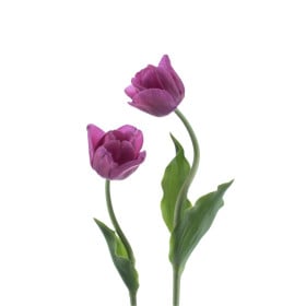 Tulipány