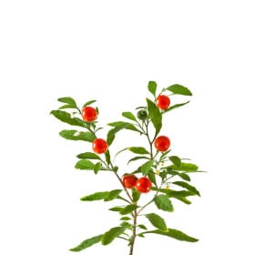 Solanum