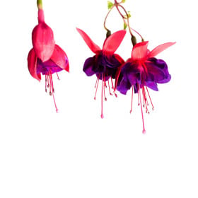 Fuchsia