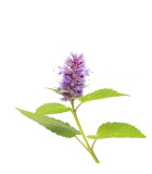 Agastache - trvalky